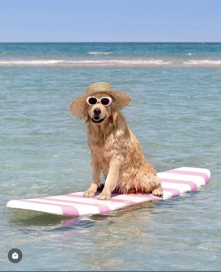 Cười không nhặt được mồm với ảnh chó ngáo hài