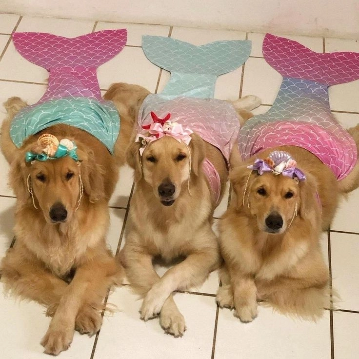 Thả nhẹ ảnh chó đến hài siêu vui nhộn