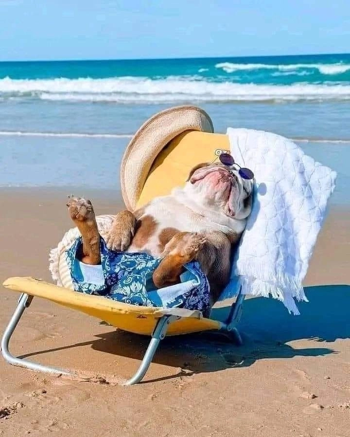 Đắm chìm trong ảnh con chó bựa bá đạo