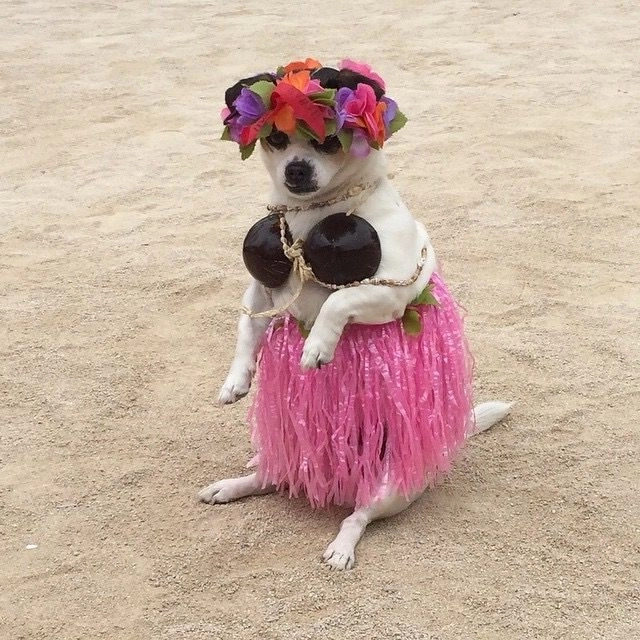 Cười xỉu với ảnh con chó hài lầy lội