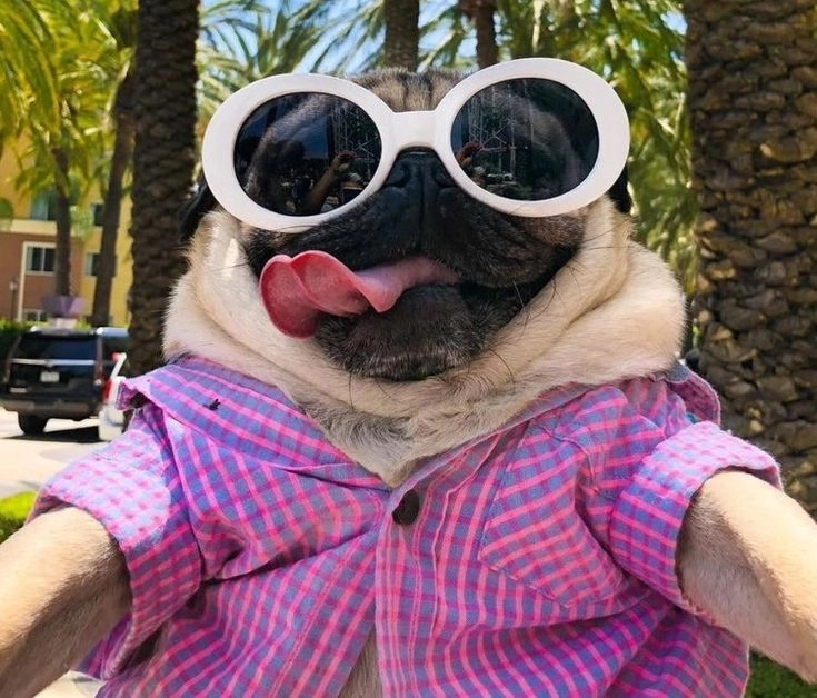 Cùng xem ảnh con chó tấu hài cực lầy