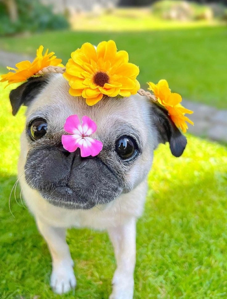 Ngắm nhìn ảnh cún hài hước siêu ngộ nghĩnh