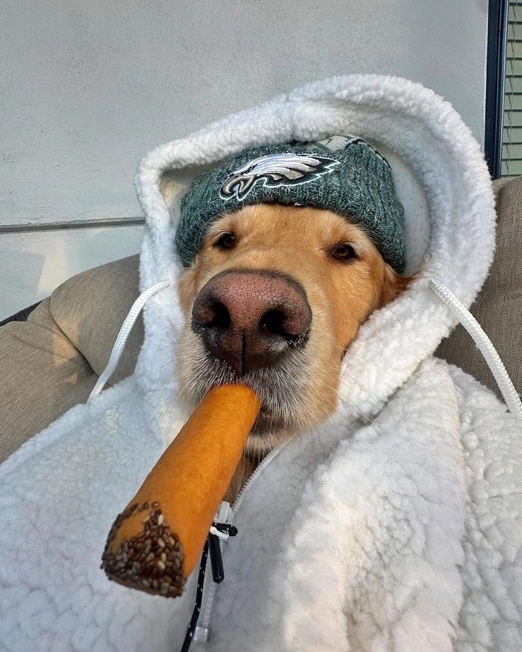 Cười mệt với ảnh hài hước chó bá đạo