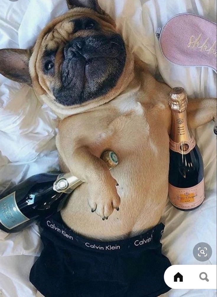 Xem ngay ảnh hài hước của chó cưng xỉu