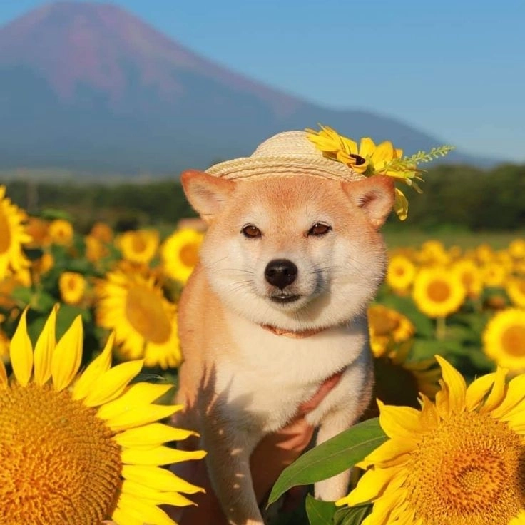 Chọn ngay ảnh những chú chó hài hước cưng xỉu