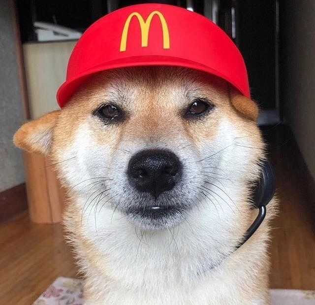 Cười ngất với ảnh bựa chó mèo vui nhộn