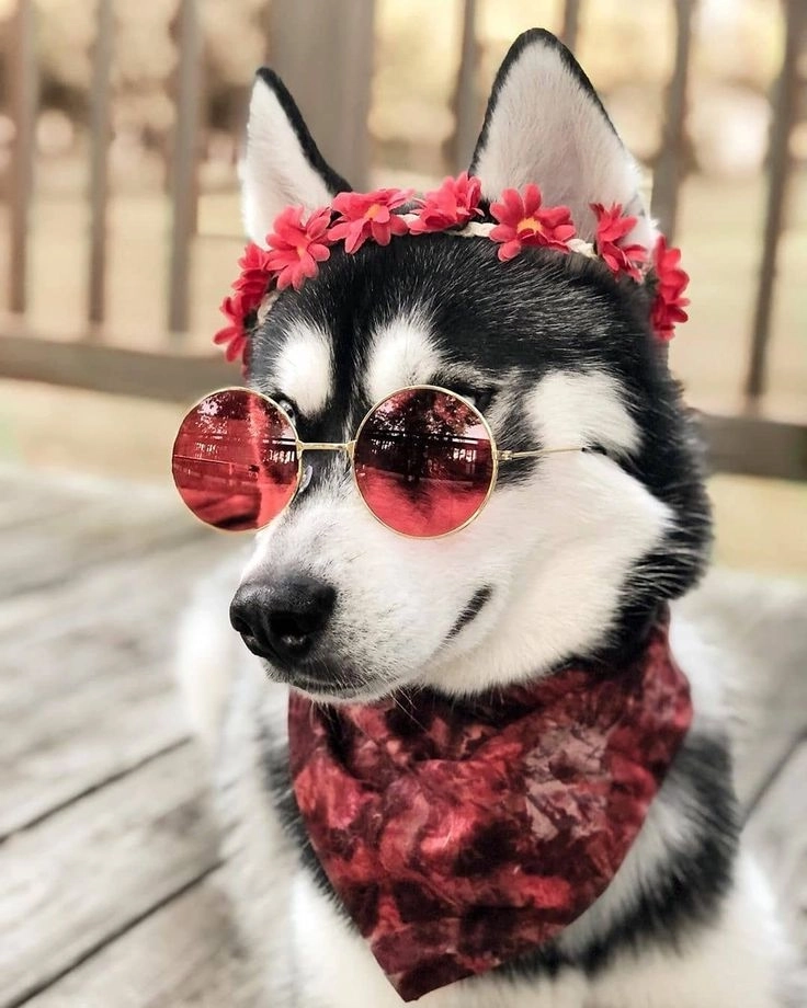 Xem ngay ảnh chó bựa chất chơi