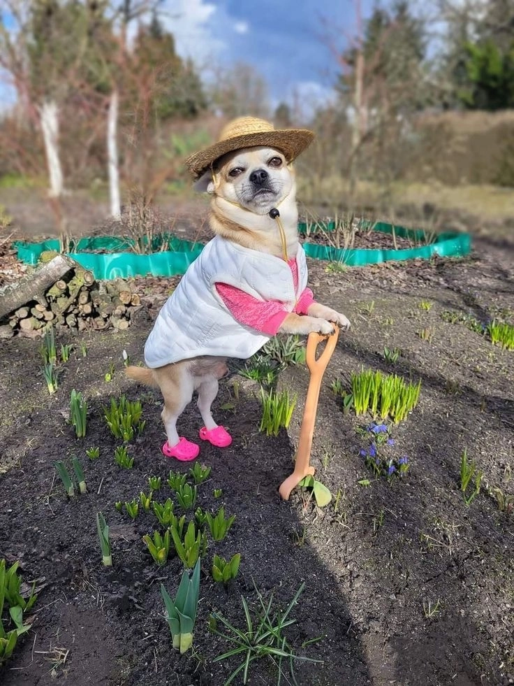 Tuyển chọn chó con hài siêu đáng yêu