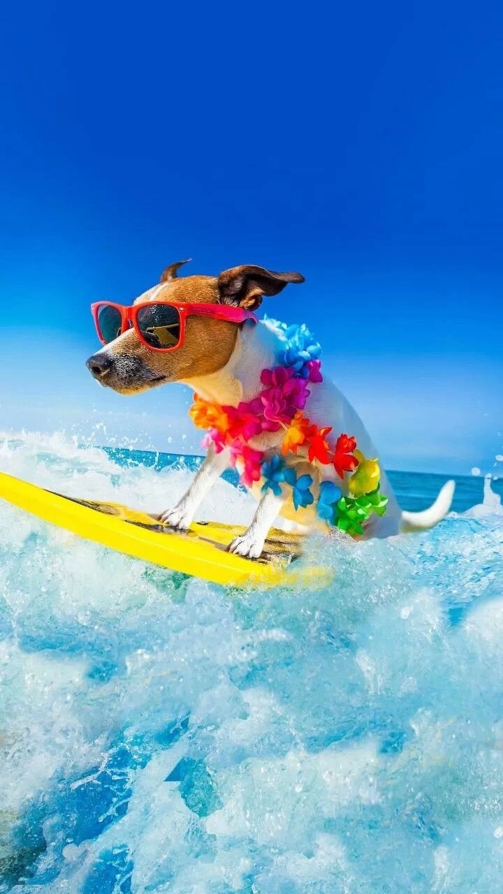 Cười nghiêng ngả với chó con hài hước ngộ nghĩnh