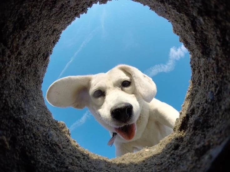 Ngắm chó cười hài siêu ngộ nghĩnh