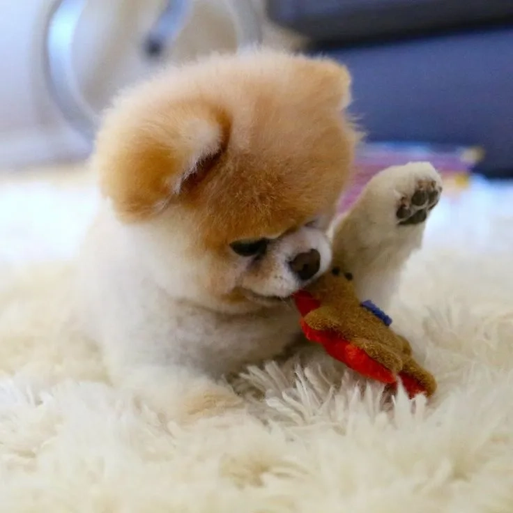Lưu ngay hình nền chó mặt xệ dễ thương siêu đáng yêu