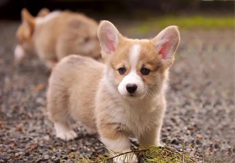 Khám phá hình nền chó shiba ngầu