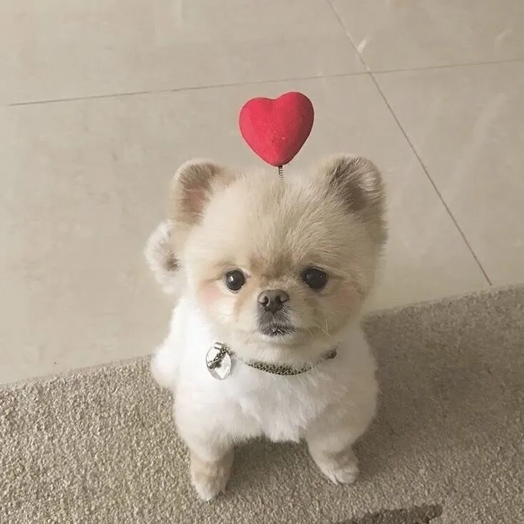 Chọn ngay avatar chó shiba bựa hài hước