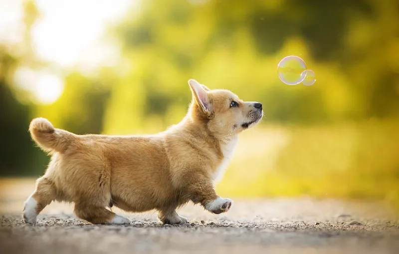 Ngắm hình nền chó shiba cute cực yêu