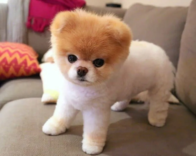 Lưu ngay hình nền chó shiba hoạt hình siêu đáng yêu