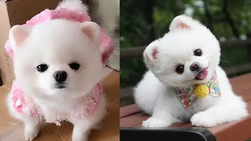 Chọn hình nền shiba cute dễ thương