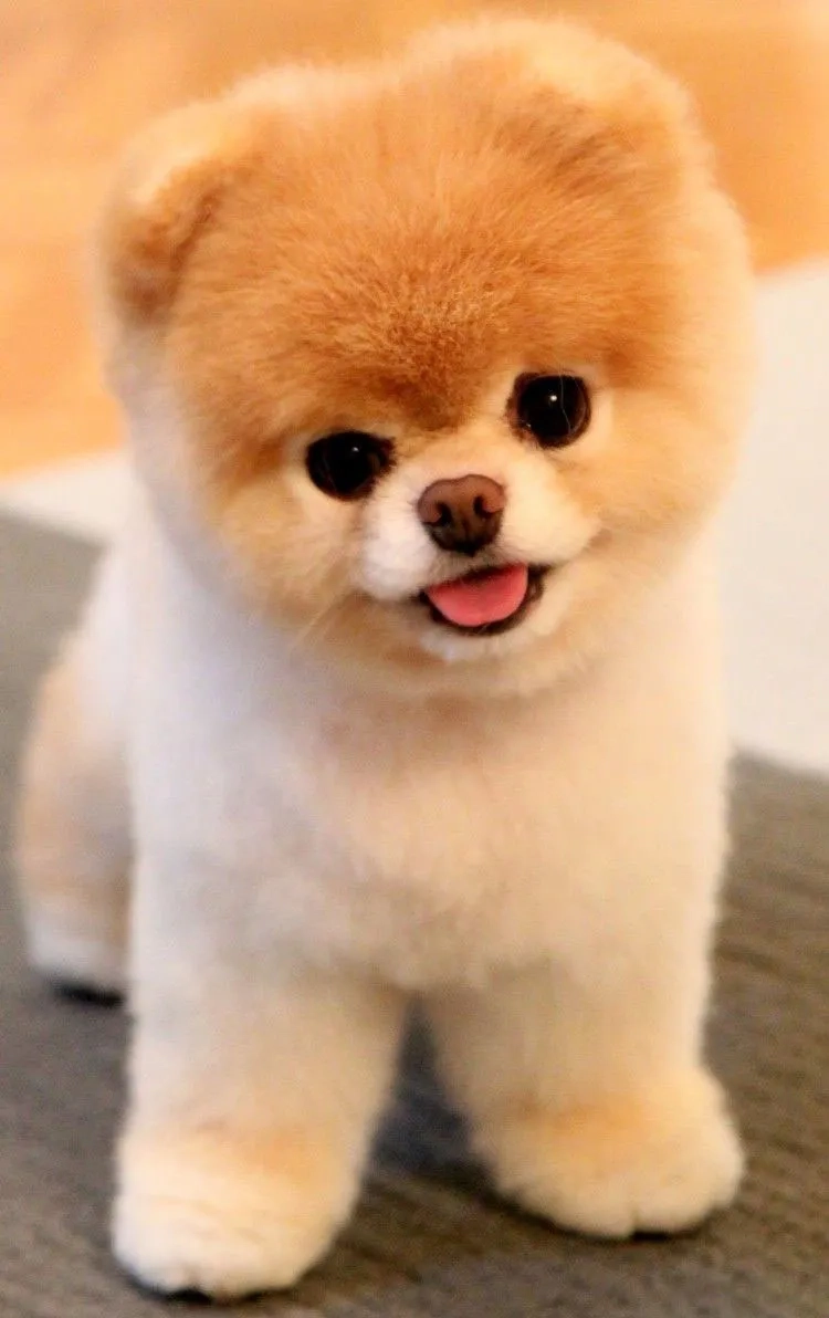 Tải avatar chó corgi siêu đáng yêu