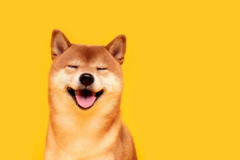Lưu ngay avt con chó dễ thương