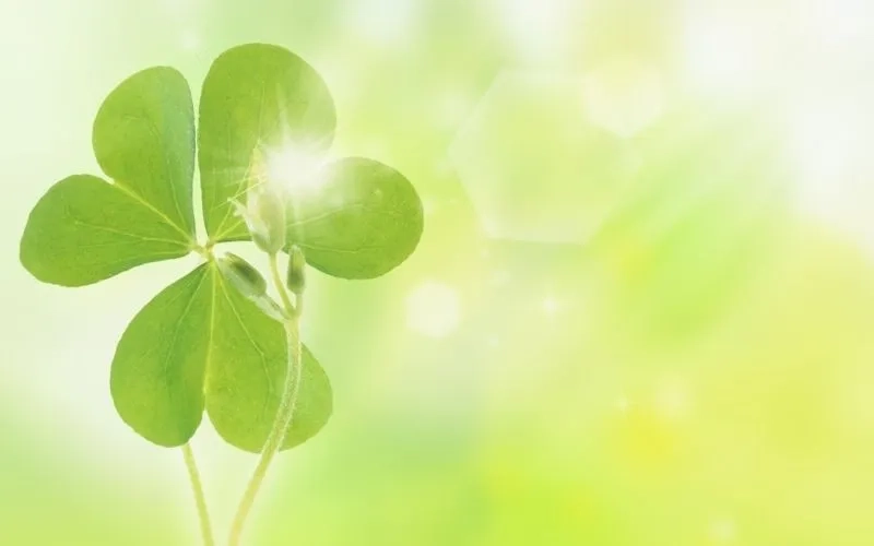Tải ngay hình nền điện thoại cỏ 4 lá may mắn hợp mệnh