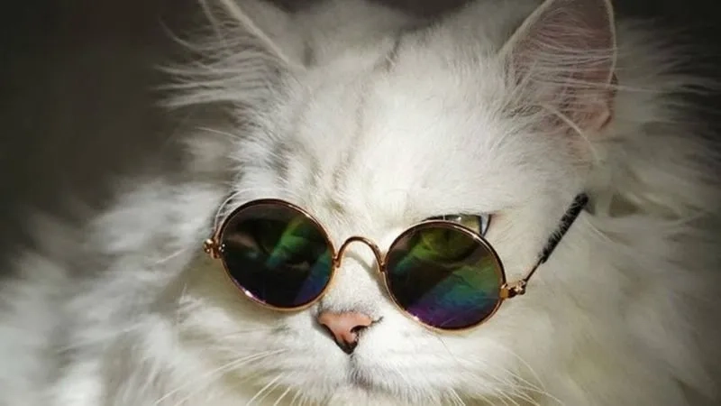 Bộ sưu tập avt cute mèo hot trend