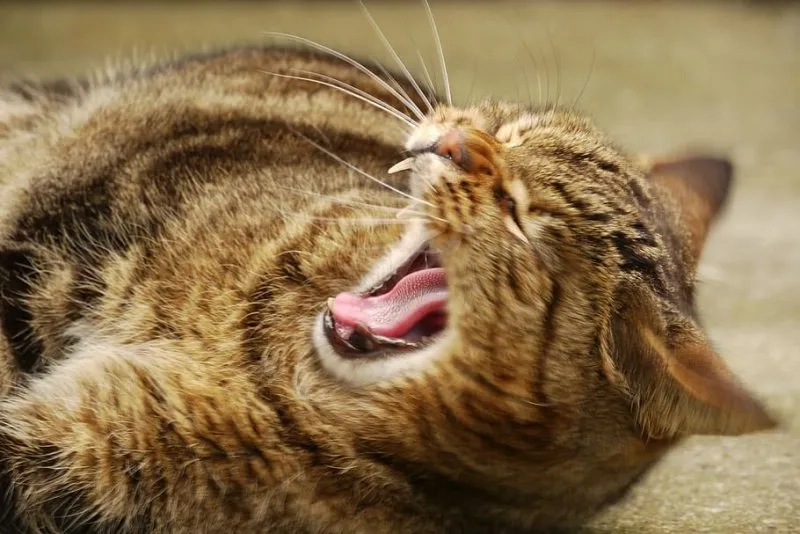 Sở hữu avatar con mèo cute cực chất