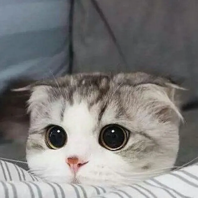 Đổi mới với avatar mèo dễ thương siêu hot