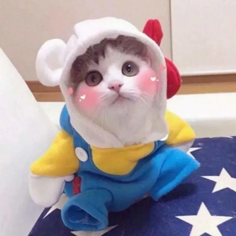 Tải về avatar mèo hoạt hình siêu cute