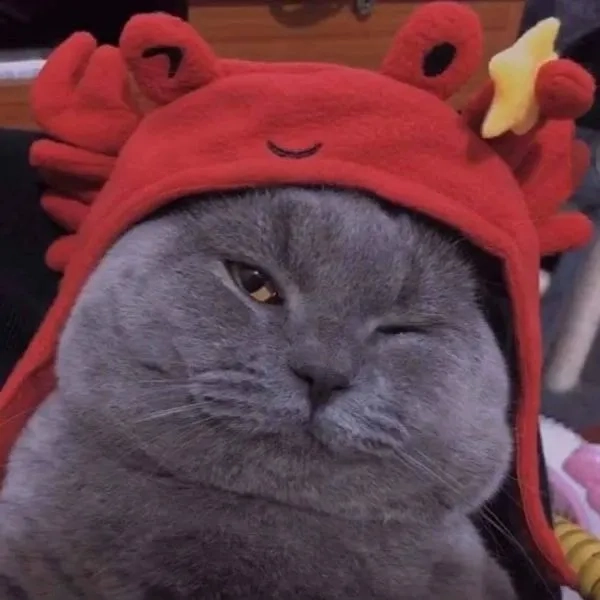 Lựa chọn ảnh đại diện con mèo cute dễ thương