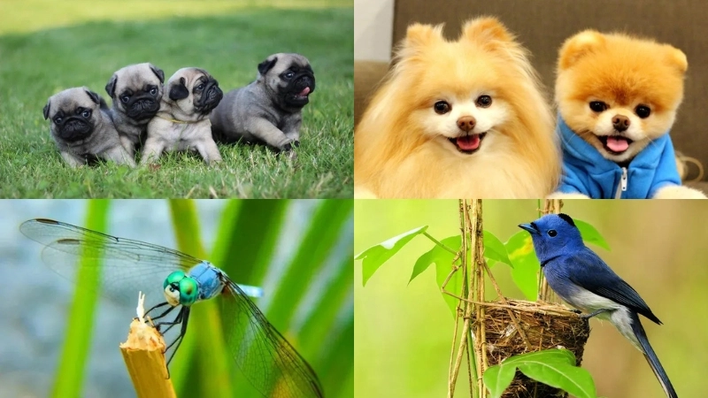 Avatar động vật là như thế nào