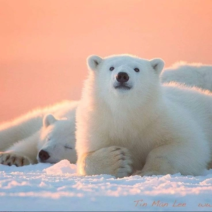 Khám phá gấu trắng hoạt hình cute ngộ nghĩnh