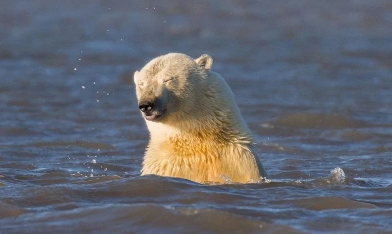 Tìm ngay hình gấu trắng ngầu nổi bật