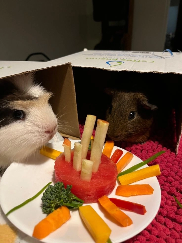 Thư giãn cùng hình chế hài đỉnh nhất