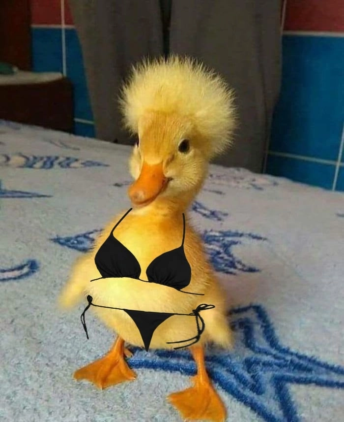 Cười nghiêng ngả với hài hước meme