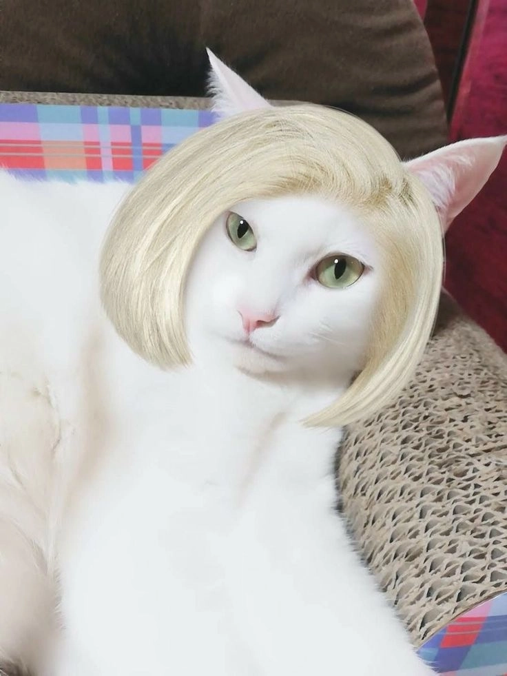 Tuyển chọn hình chó vui nhộn mới nhất