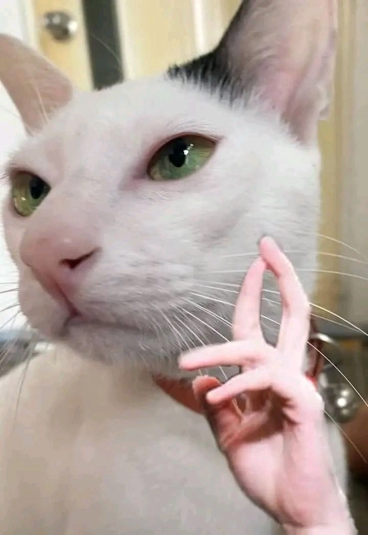 Tổng hợp hình chó chế bá đạo