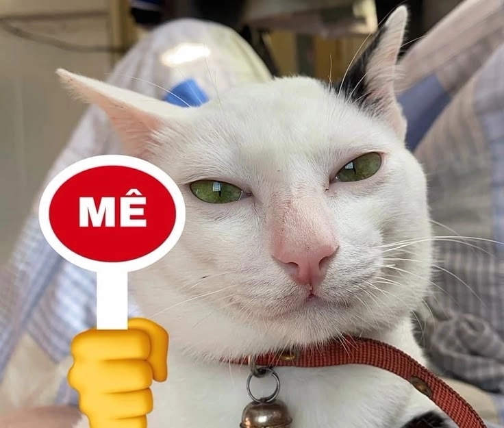 Ngắm ngay loạt hình chó cười dễ thương