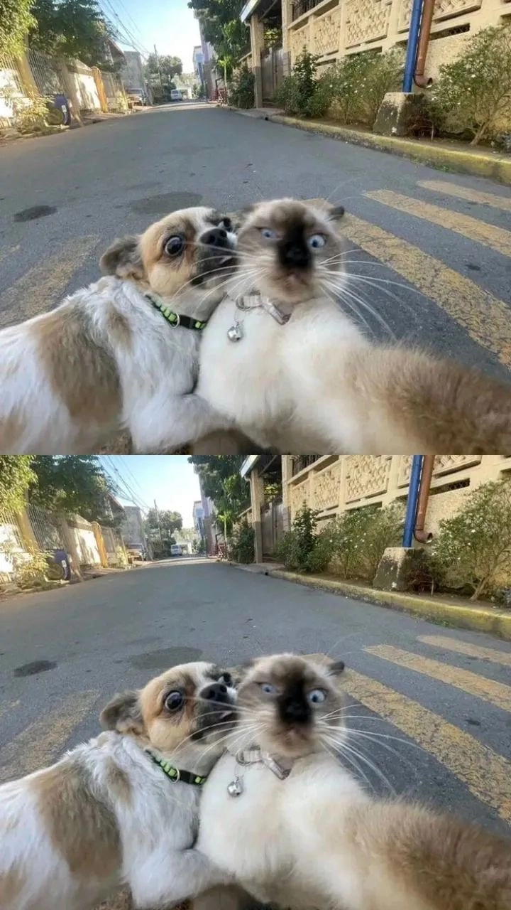 Khám phá ngay hình con chó hài hước