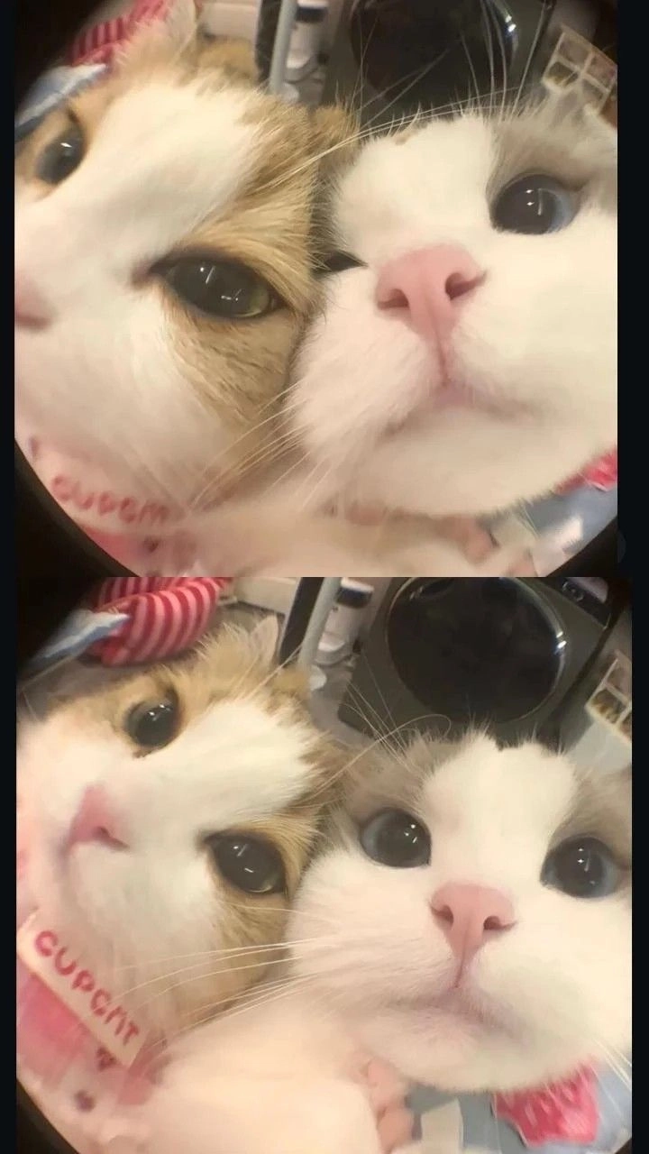 Tổng hợp hình bựa mèo cực đáng yêu