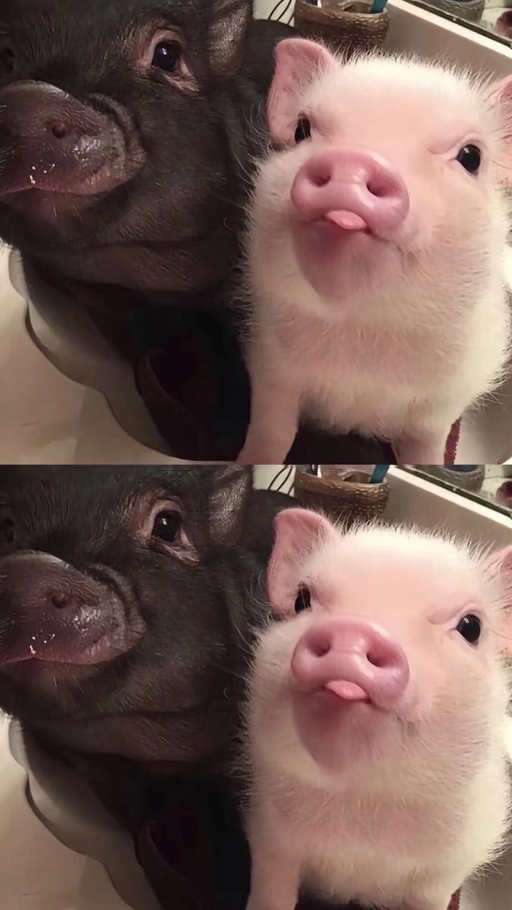 Cười thả ga với hài hước mèo hot nhất