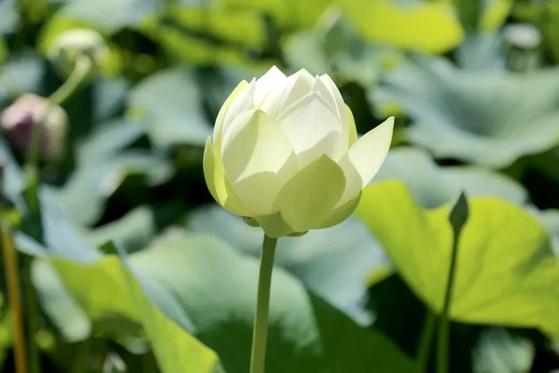 Tìm hiểu hoa sen trắng nền đen đẹp lạ