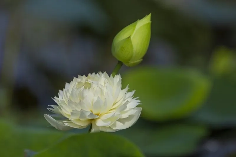 Chọn avatar hoa sen trắng đám tang trang nhã