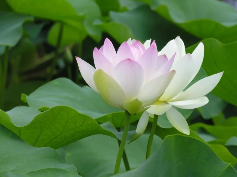 Sử dụng hình nền hoa sen trắng thanh thoát