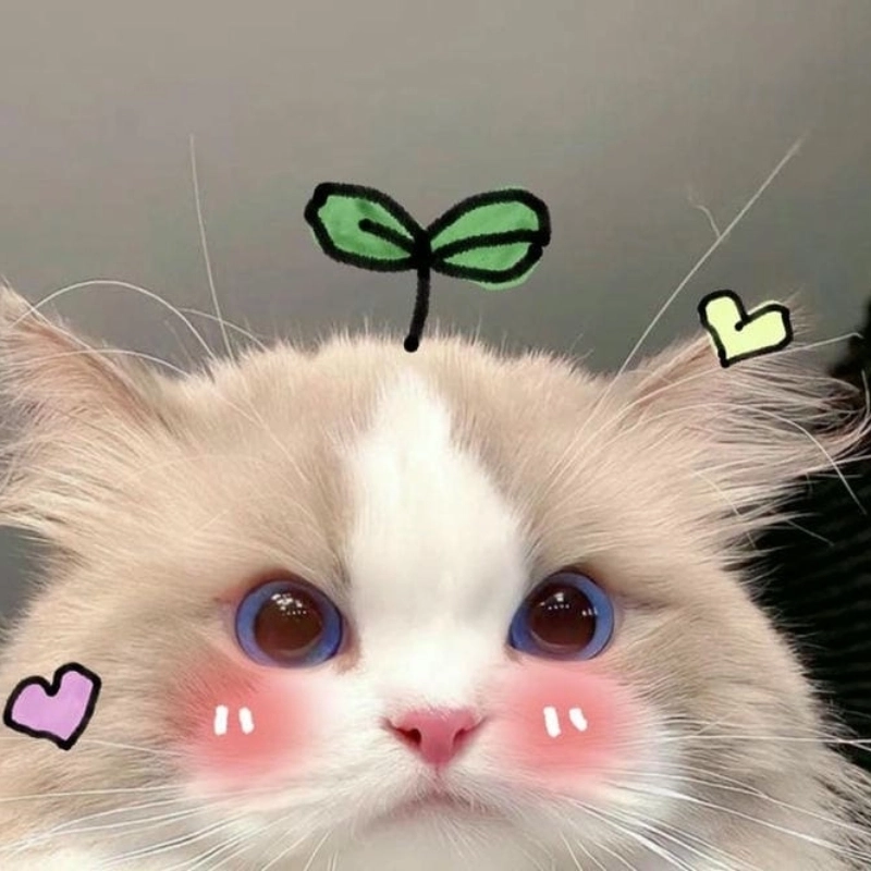 Tủm tỉm cả ngày với avatar mèo meme cực đáng yêu