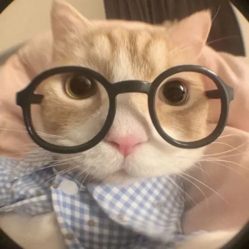 Đỉnh cao biểu cảm chính là avatar meme mèo cute vô đối