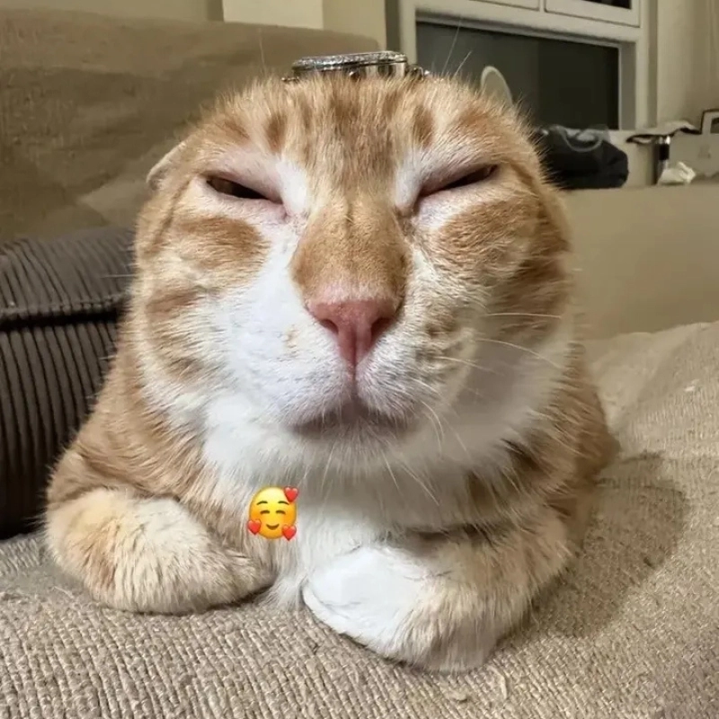 Đừng bỏ lỡ bộ avatar meme hài khiến bạn cười rụng rốn