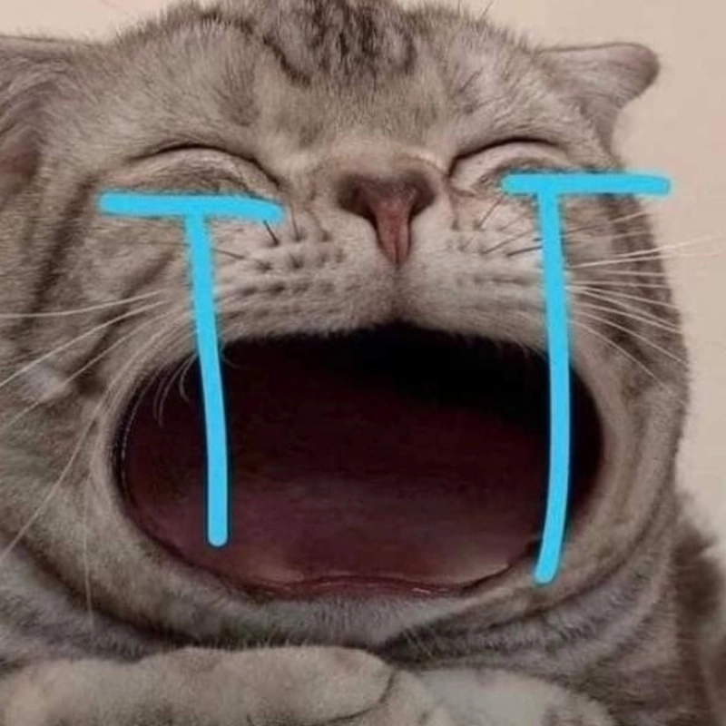 Dành riêng cho fan mèo: cat meme avatar dễ thương hết nấc