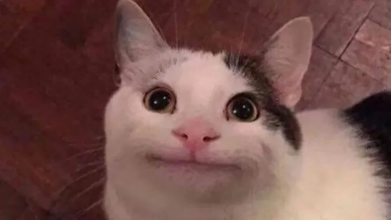 Khám phá avatar meme hài bựa siêu bá đạo