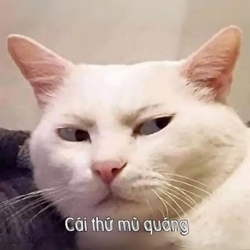 Bộ sưu tập meme ảnh chó hài cực bá đạo