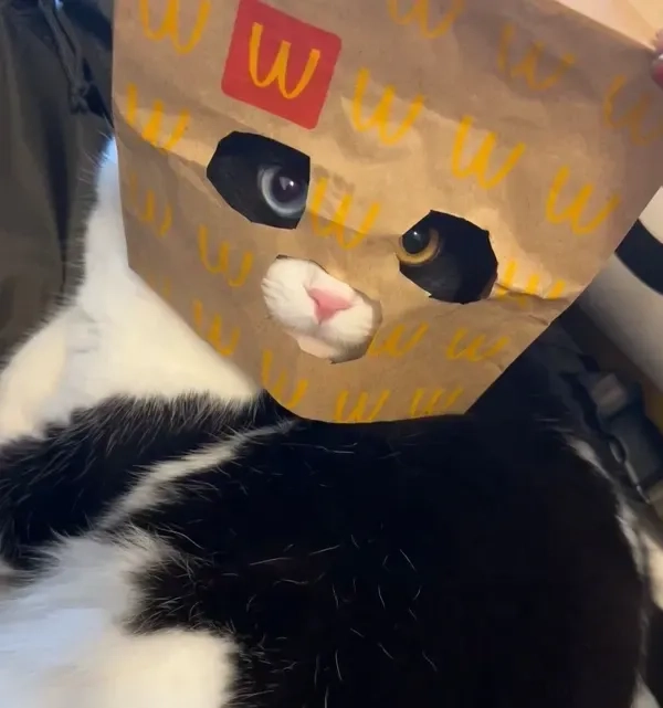 Sưu tầm avatar mèo vô tri meme siêu độc