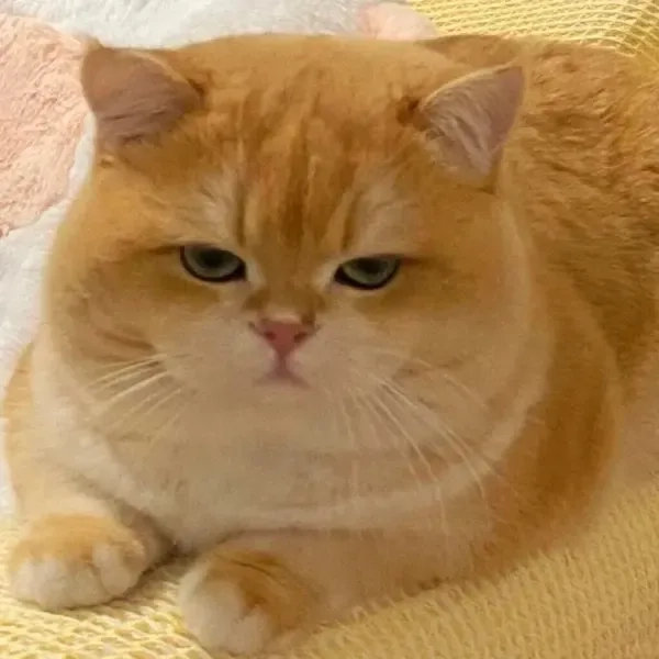 Săn ngay meme cute em bé siêu đáng yêu